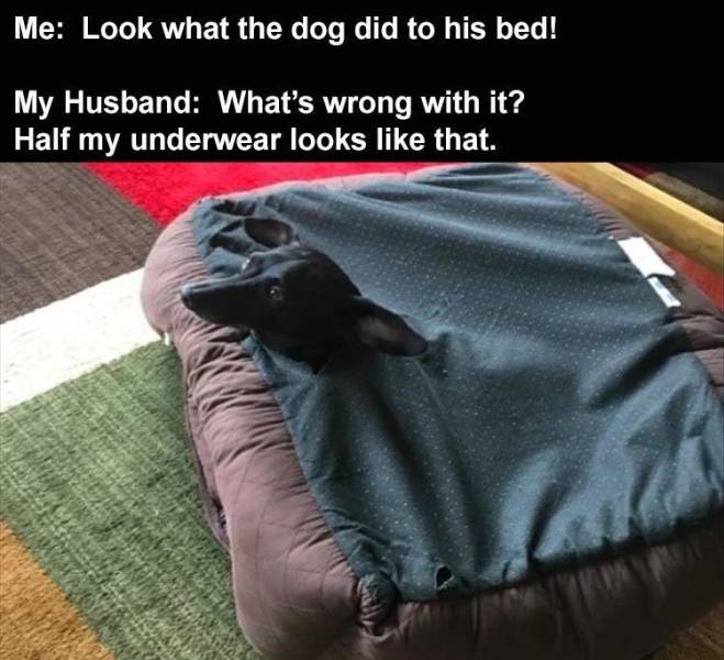 photo caption - Me Look what the dog did to his bed! My Husband What's wrong with it? Half my underwear looks that.