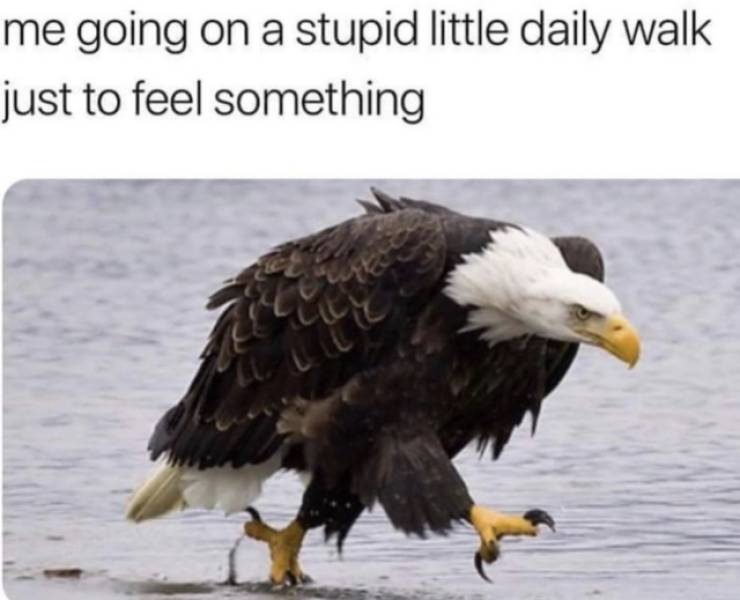 eagle mask meme - me going on a stupid little daily walk just to feel something