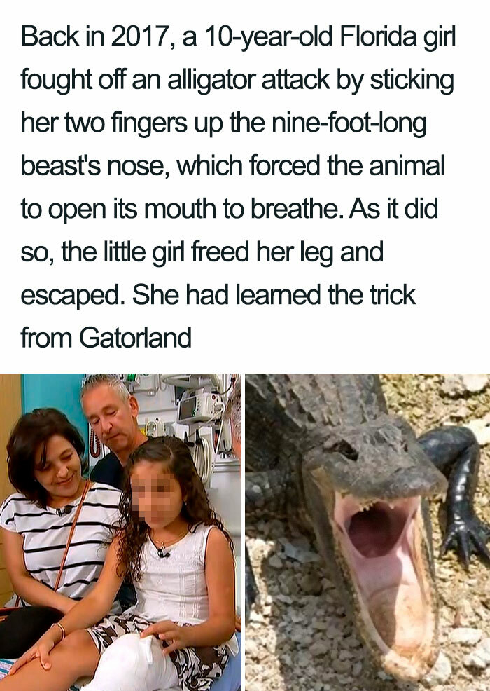 photo caption - Back in 2017, a 10yearold Florida girl fought off an alligator attack by sticking her two fingers up the ninefootlong beast's nose, which forced the animal to open its mouth to breathe. As it did so, the little girl freed her leg and escap