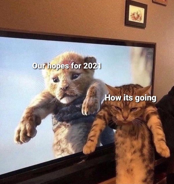 funny random pics - lion king and cats - Our hopes for 2021 How its going