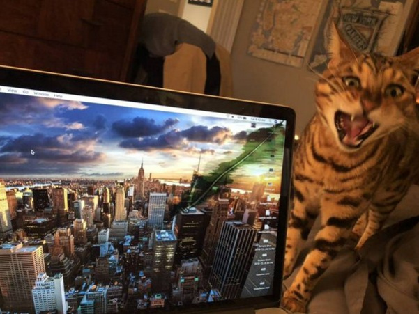 cat on macbook