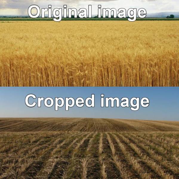funny memes - cut wheat field - Original image Cropped image