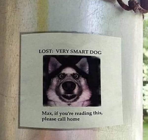funny memes - have you seen my dog meme - Lost Very Smart Dog Max, if you're reading this, please call home