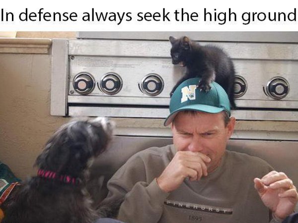 funny animal memes -- In defense always seek the high ground