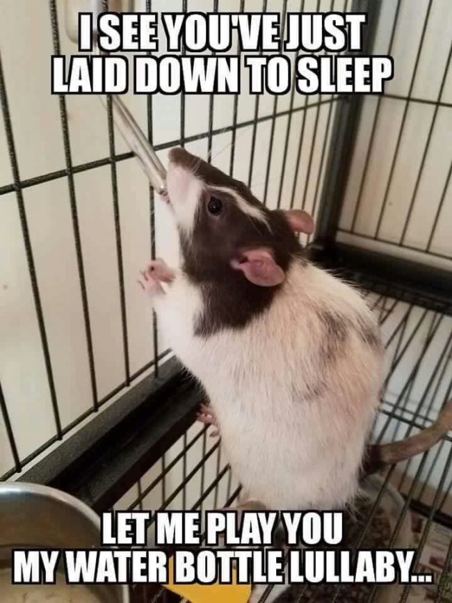 funny animal memes - I see You'Ve Just Laid Down To Sleep Let Me Play You My Water Bottle Lullaby...