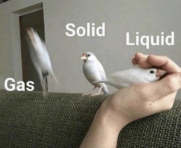 funny animal memes - funny bird - Solid Liquid Gas