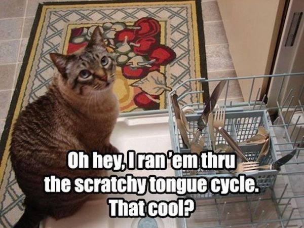 funny animal memes - caturday cats - Oh hey I ran 'em thru the scratchy tongue cycle. That cool?