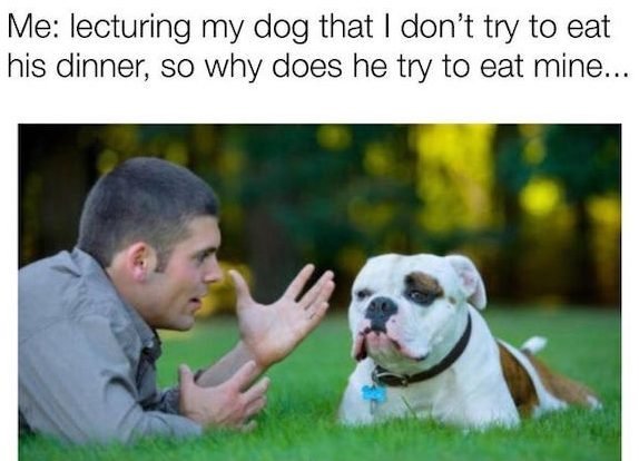 funny animal memes - Me lecturing my dog that I don't try to eat his dinner, so why does he try to eat mine...