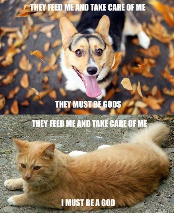 funny animal memes - dog vs cat joke - They Feed Me And Take Care Of Me They Must Be Gods They Feed Me And Take Care Of Me I Must Be A God