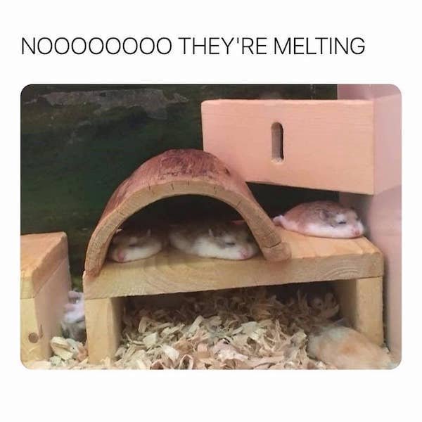 funny animal memes - melting hamsters - NOO000000 They'Re Melting
