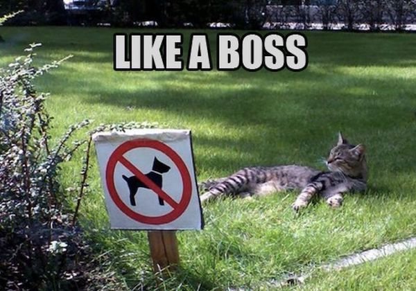 funny animal memes - worlds most funny cat memes - like A Boss