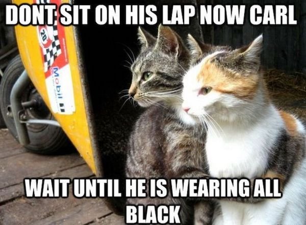 funny animal memes - cat memes best - Dont Sit On His Lap Now Carl. Wait Until He Is Wearing All Black