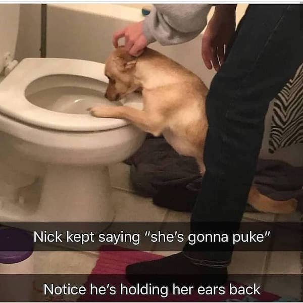funny animal memes - Nick kept saying she's gonna puke. notice he's holding her ears back