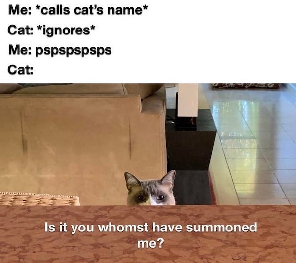 funny animal memes - Me calls cat's name Cat ignores Me pspspspsps Cat Is it you whomst have summoned me?