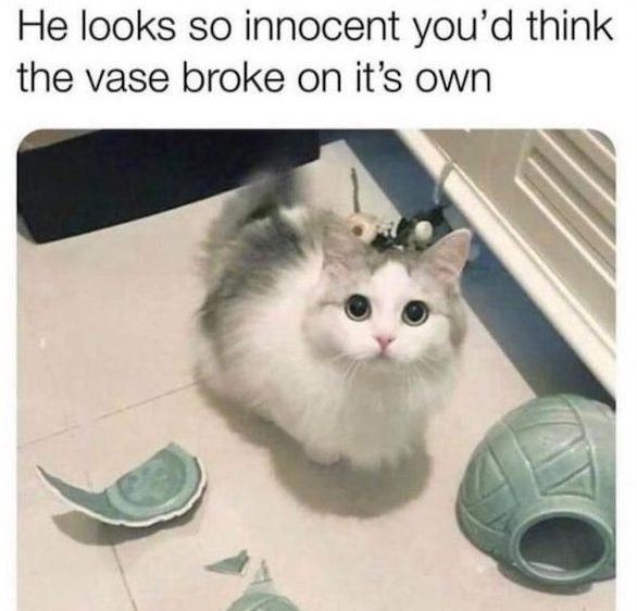funny animal memes - innocent cat broke vase - He looks so innocent you'd think the vase broke on it's own