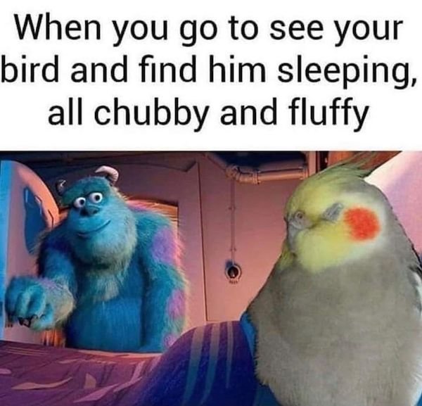 funny animal memes - When you go to see your bird and find him sleeping, all chubby and fluffy