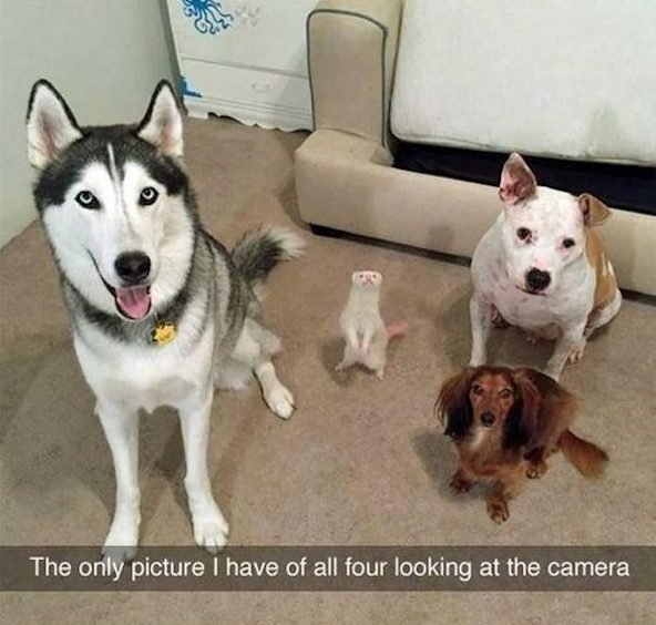 funny animal memes - The only picture I have of all four looking at the camera