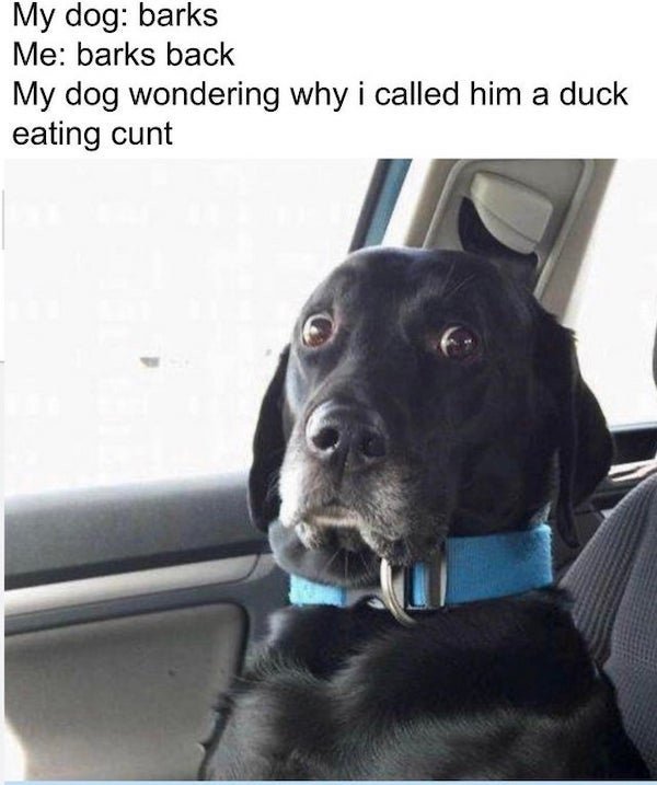 funny animal memes - emotional support dog meme - My dog barks Me barks back My dog wondering why i called him a duck eating cunt