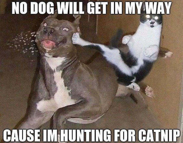 funny animal memes - funny dog and cat - No Dog Will Get In My Way Cause Im Hunting For Catnip