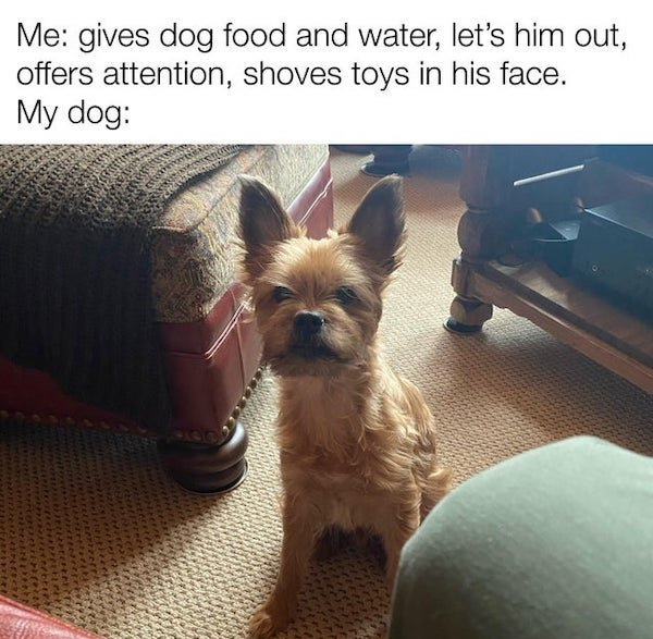 funny animal memes - dog - Me gives dog food and water, let's him out, offers attention, shoves toys in his face. My dog
