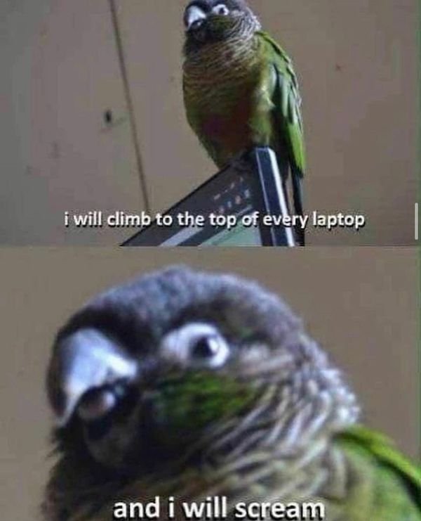 funny animal memes - bird memes - i will climb to the top of every laptop and i will scream