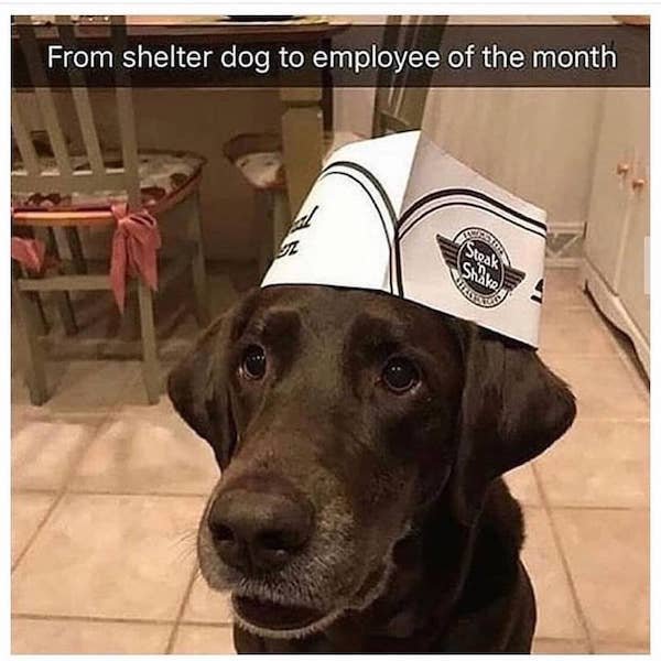 funny animal memes - shelter dog meme - From shelter dog to employee of the month Steak Shake