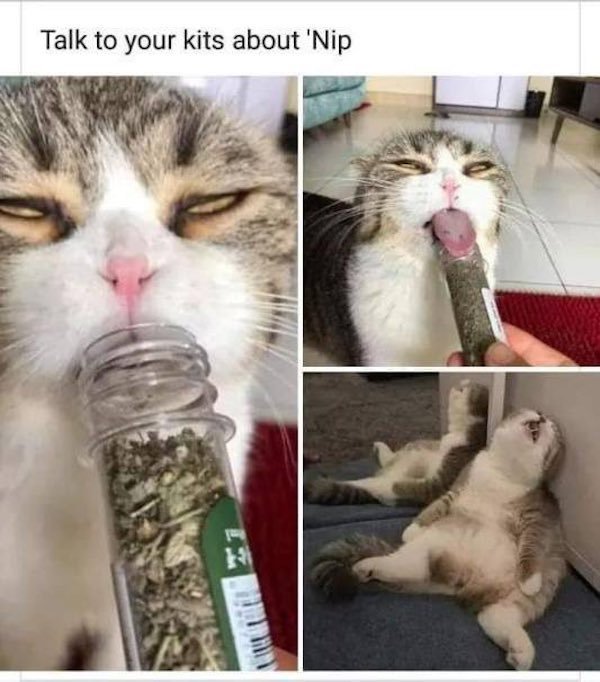funny animal memes - talk to your cat about catnip - Talk to your kits about 'Nip