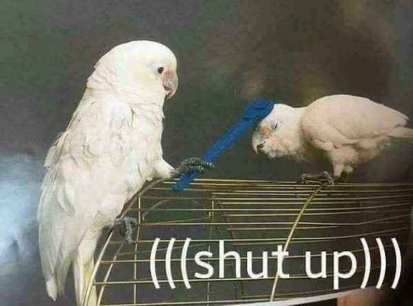 funny animal memes - bird shut up