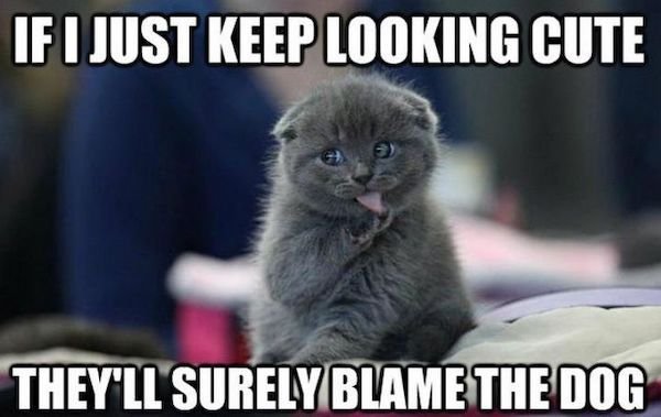 funny animal memes - cute cat memes - If I Just Keep Looking Cute They'Ll Surely Blame The Dog