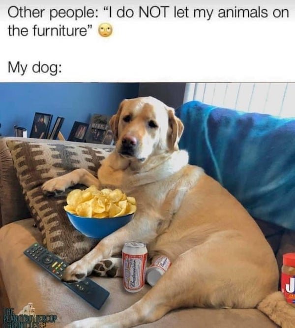 funny animal memes - Other people I do not let my animals on the furniture