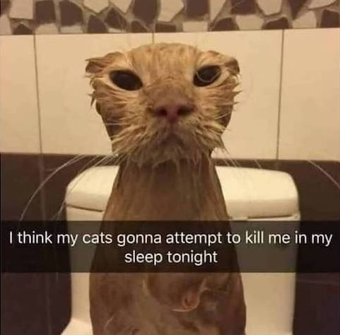 funny animal memes - I think my cats gonna attempt to kill me in my sleep tonight