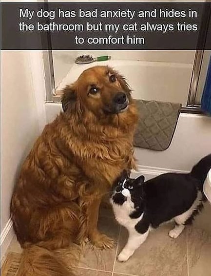 funny animal memes - My dog has bad anxiety and hides in the bathroom but my cat always tries to comfort him