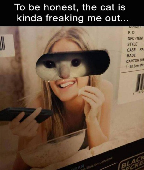no one cats trailer meme - To be honest, the cat is kinda freaking me out... 1 Target P.O. DpcItem Style Case Pa Made Carton Din L 48.8cm W Near istribucin norme Black Fcke