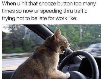 reckless cat - When u hit that snooze button too many times so now ur speeding thru traffic trying not to be late for work syke before