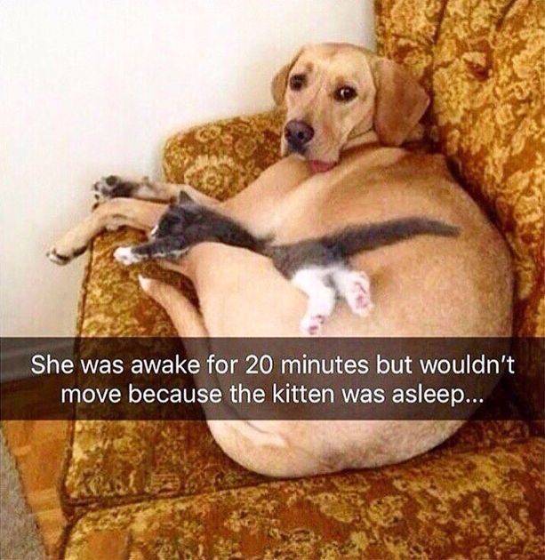 dog and kitten meme - She was awake for 20 minutes but wouldn't move because the kitten was asleep... Eksa