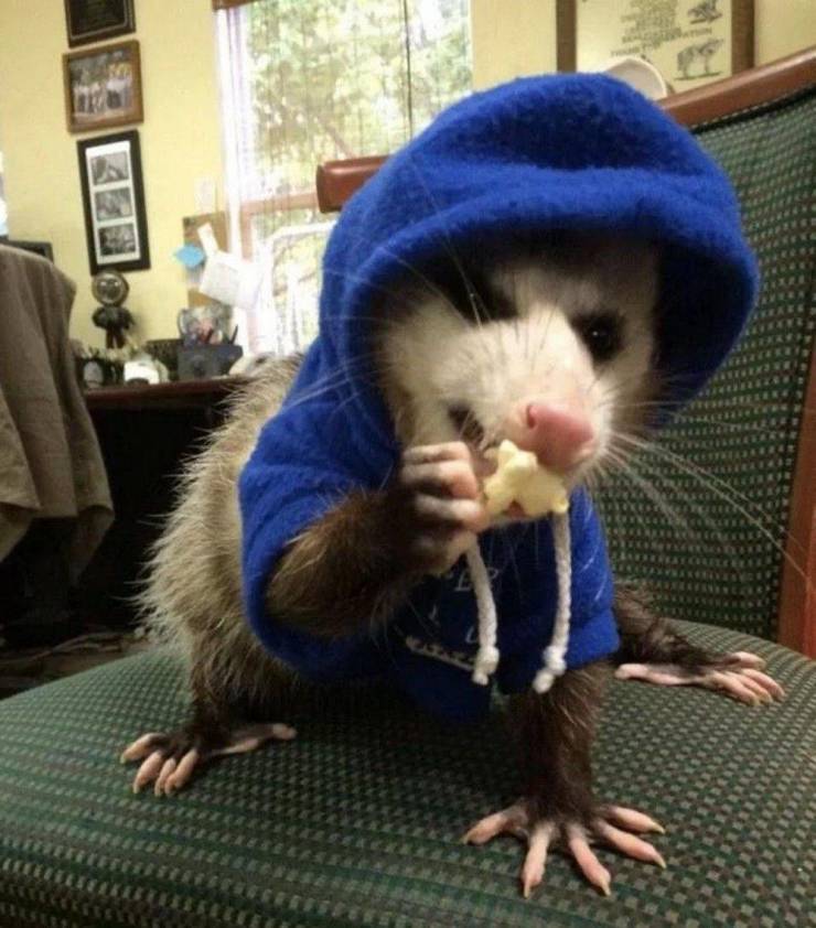 possum wearing hoodie