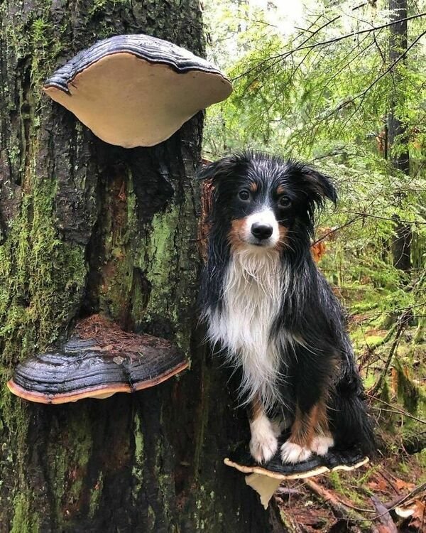 dogs standing on mushrooms