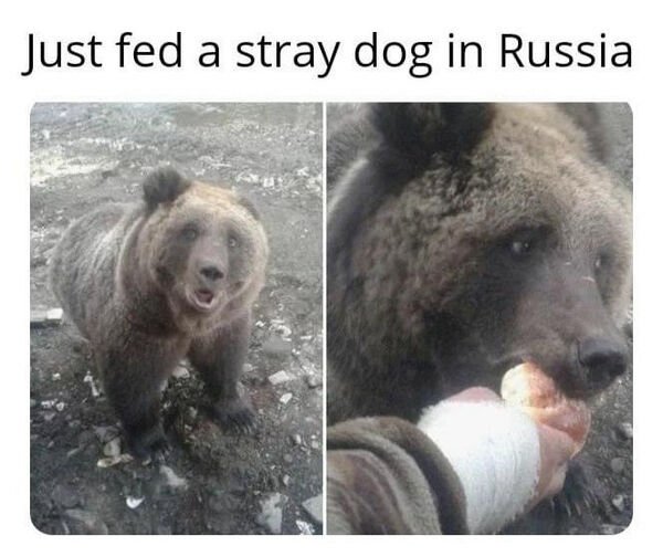 meanwhile in russia meme - Just fed a stray dog in Russia