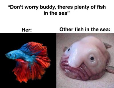 beautiful fish - "Don't worry buddy, theres plenty of fish in the sea" Her Other fish in the sea