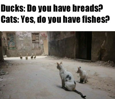 fauna - Ducks Do you have breads? Cats Yes, do you have fishes?