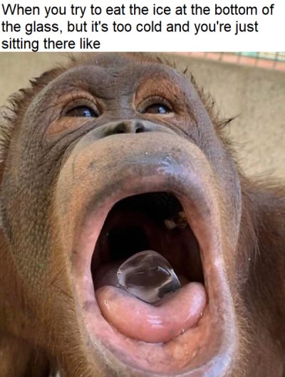ape with ice in its mouth - When you try to eat the ice at the bottom of the glass, but it's too cold and you're just sitting there