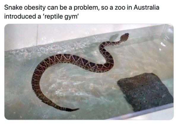 Snake obesity can be a problem, so a zoo in Australia introduced a 'reptile gym'