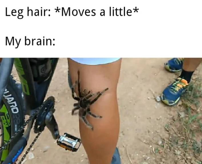 Internet meme - Leg hair Moves a little My brain Varo