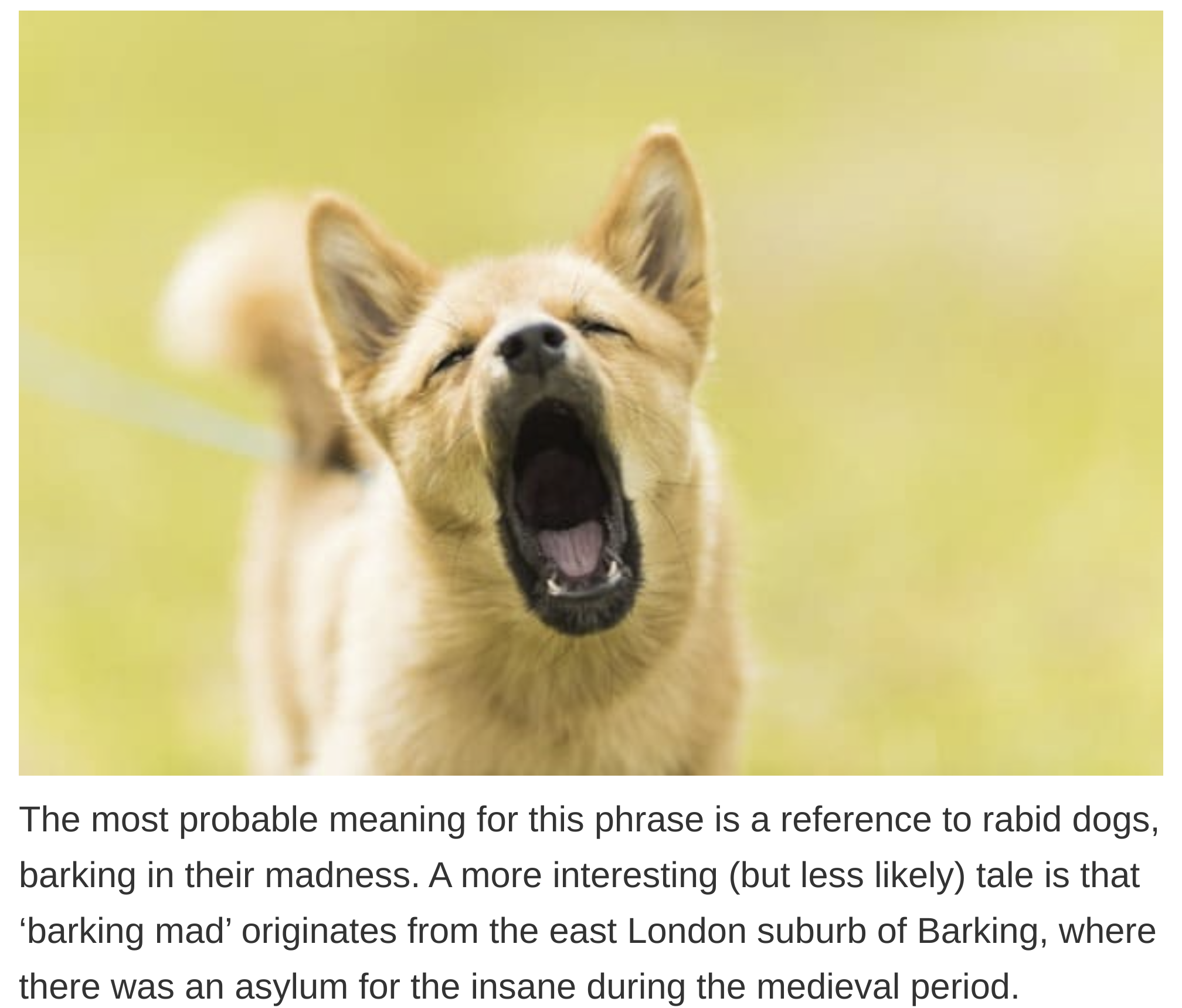 etymology english language - The most probable meaning for this phrase is a reference to rabid dogs, barking in their madness. A more interesting but less ly tale is that 'barking mad' originates from the east London suburb of Barking, where there was an 
