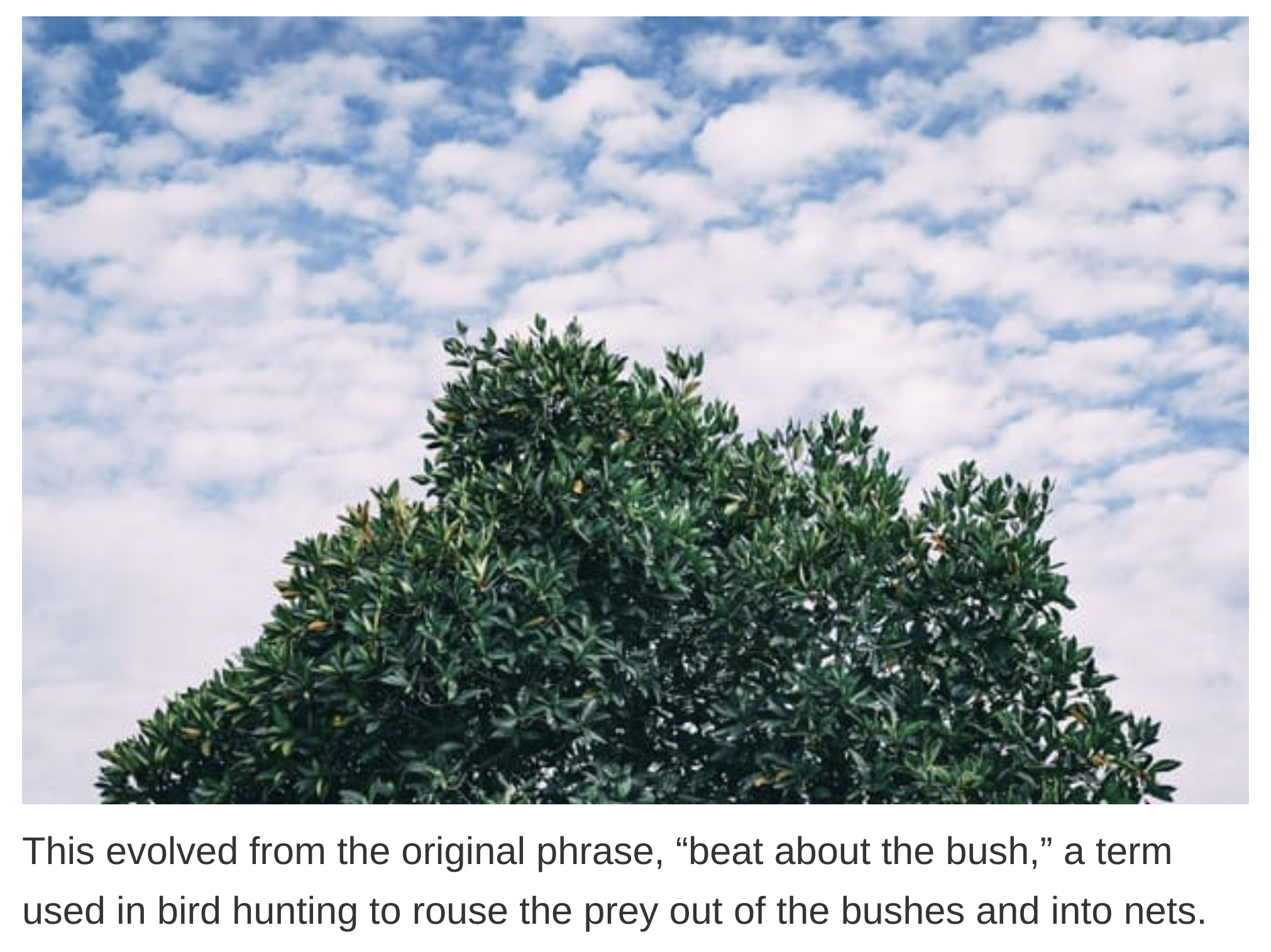 etymology english language - This evolved from the original phrase, beat about the bush,