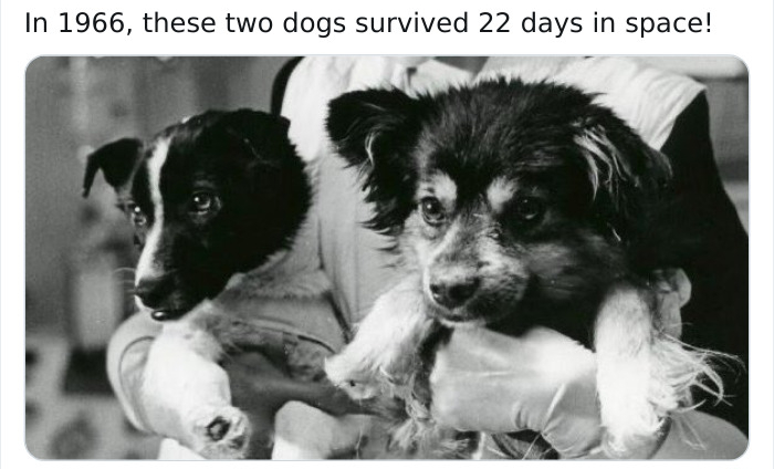 dogs in space - In 1966, these two dogs survived 22 days in space!