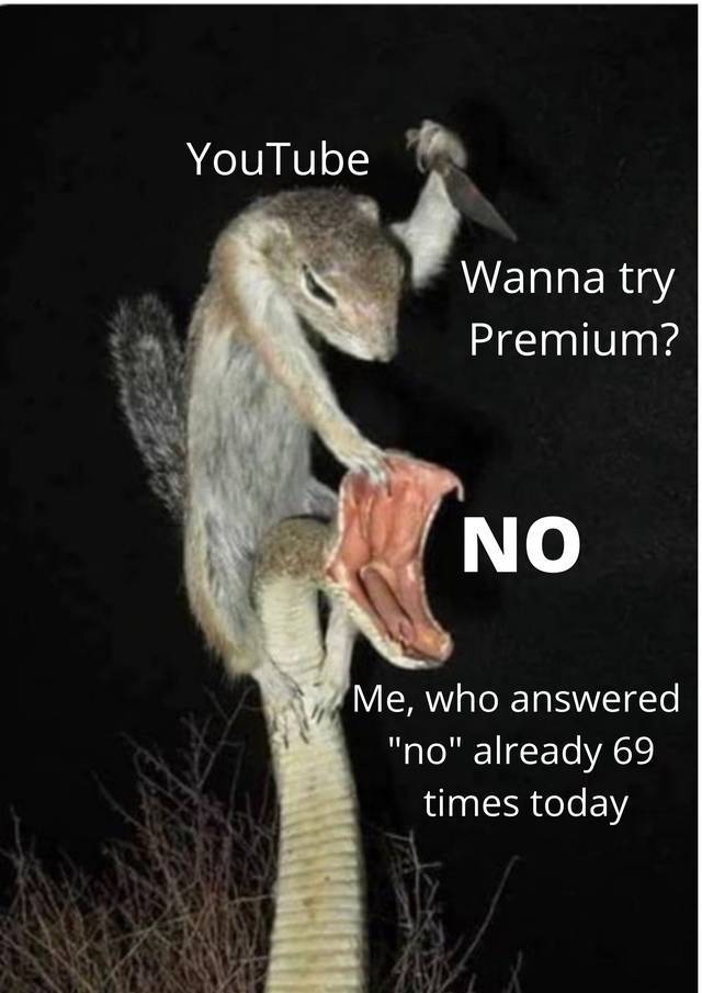 squirrel and snake - YouTube Wanna try Premium? No Me, who answered "no" already 69 times today