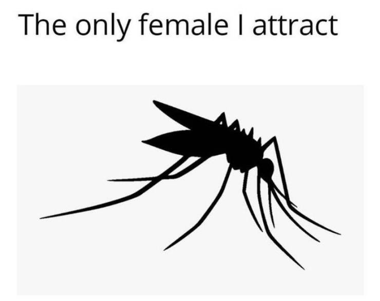 mississippi flag mosquito - The only female I attract