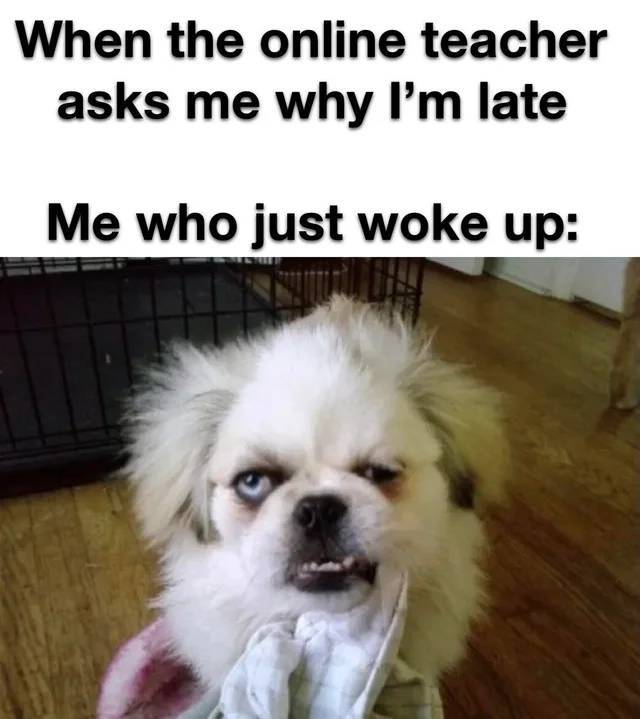 monday morning meme animal - When the online teacher asks me why I'm late Me who just woke up