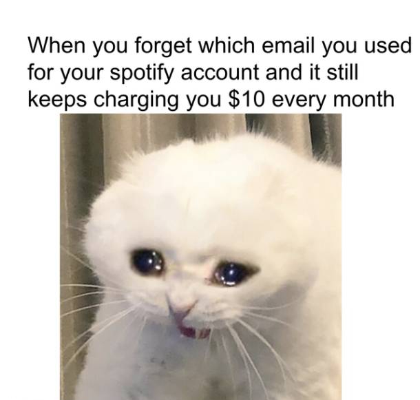 mems cat - When you forget which email you used for your spotify account and it still keeps charging you $10 every month